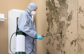 Best Attic Mold Removal  in Minier, IL